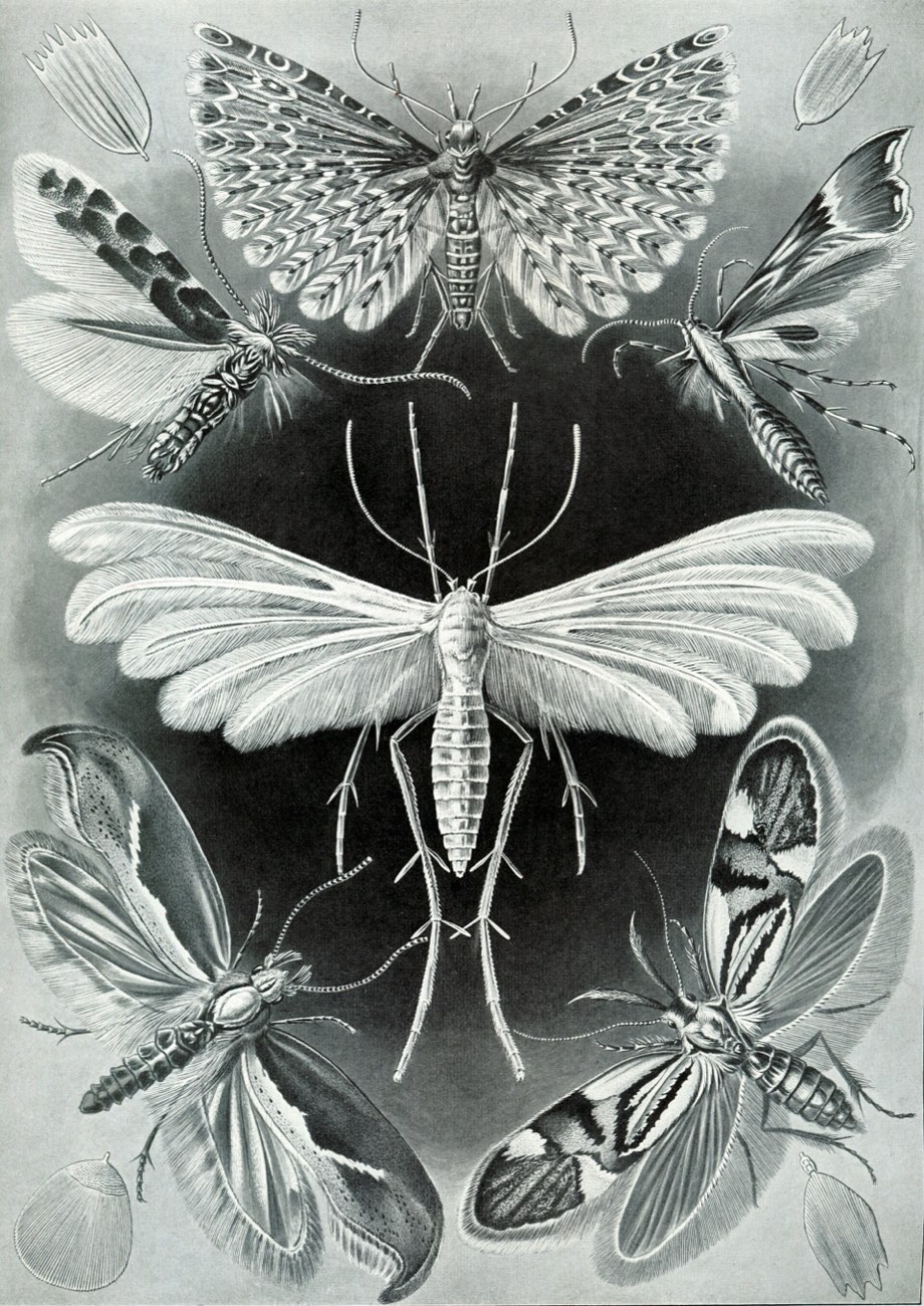 A plate of moths, after Ernst Haeckel, 1904